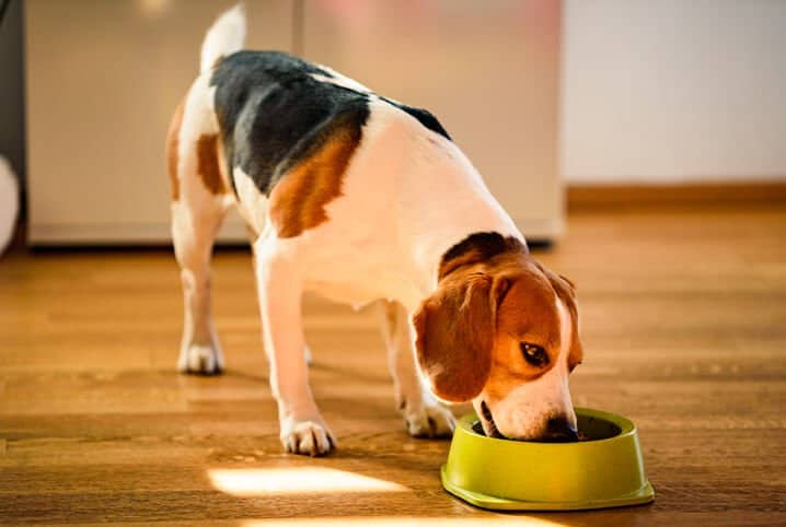 Raças caninas populares no Brasil 1