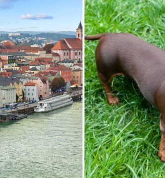 passau germany on the river, a dachshund pup
