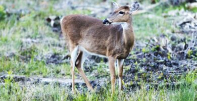 Deer in Kissimmee Prairie Preserve in Florida