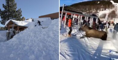 a massive snowstorm dumps tons of snow on a california ski resort, a moose is loose on a ski slope