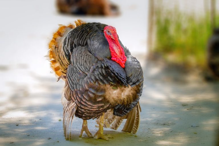 Qual o Número do Peru no Jogo do Bicho? 2 Peru no Jogo do Bicho