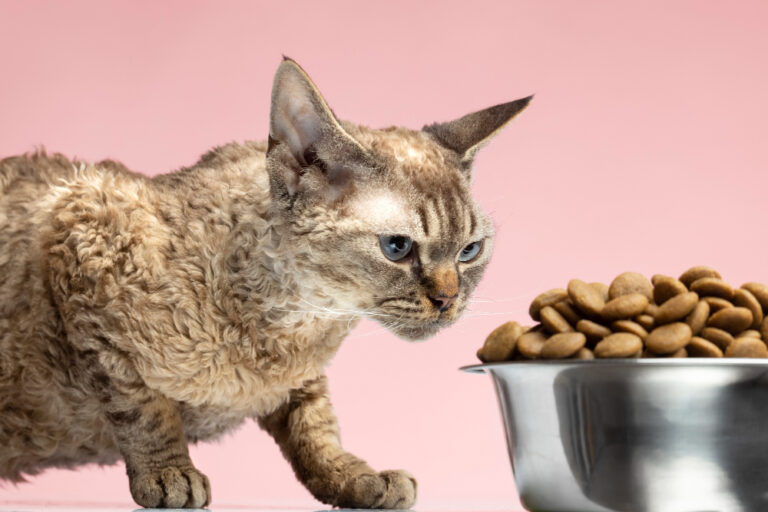 Por que meu gato não come sachê? 5 motivos comuns e como resolver